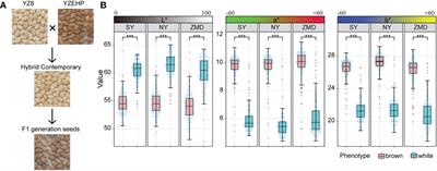 Genetic mapping of QTLs controlling brown seed coat traits by genome resequencing in sesame (Sesamum indicum L.)